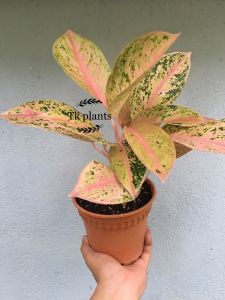 Tk plants real live plants pokok hidup keladi decor live plants garden algaonemaindoor exotic