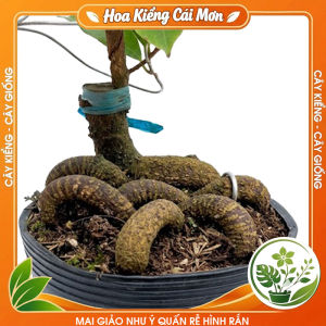 Mai Giảo Như Ý Quấn Rễ Hình Rắn - Dáng Cây Độc Lạ Hoa Đẹp Nhiều Cánh Trang Trí Nhà Cửa Sân Vườn Văn Phòng