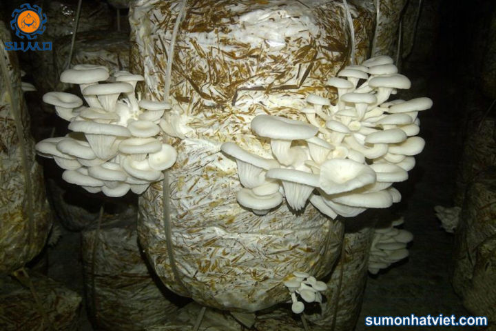 10%20ph%C3%B4i%20n%E1%BA%A5m%20s%C3%B2%20tr%E1%BA%AFng%20-%20b%E1%BB%8Bch%20n%E1%BA%A5m%20b%C3%A0o%20ng%C6%B0%20-%20b%E1%BB%8Bch%20ph%C3%B4i%20n%E1%BA%A5m%20-%20Image%201