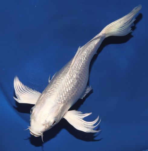 Platinum koi fish clearance price