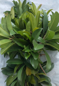 Daun Sawo Segar / Daun Sawo Segar Herbal Alami