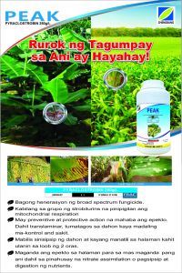 Same Effect of CABRIO 25EC  (PEAK 250 EC)PYRACLOSTROBIN 250G/L