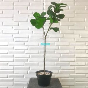 Pohon Plastik Ketapang T75 Latex Artificial Pot Dasar Hitam Tanaman Hias Dekorasi Rumah Hiasan