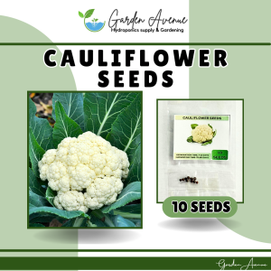 (BUY 1 GET 1) HIGH QUALITY VEGETABLE SEED - REGULAR PACK