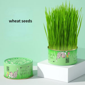 SKISOPGO Cat Grass Box Quality Planter Growing Sprout Soilless Hydroponic Cat Grass Box Kotak Rumput Kucing