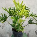 Trầu Bà Thanh Xuân - Cây cảnh trong nhà. 
