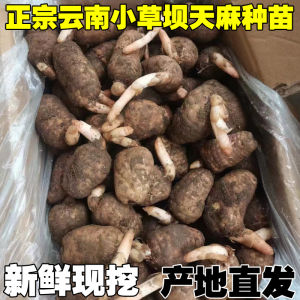 【1301人收藏】云南小草坝乌天麻种子种植活苗新鲜野外昭通纯天然天麻籽地栽盆栽