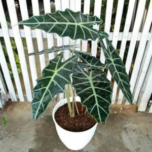 Bibit Tanaman Hias Alocasia/Tengkorak Amazon/Keladi Tengkorak