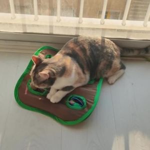 Cat Tunnel Toys Interactive Bell Inligence Game Foldable Tent with 9 Hole Hunt Mouse Ball Toys Keeps Kitten Active Stuff