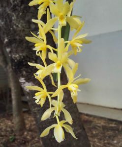 กะเรก ร่อน ทอง ใหญ่ เอื้อง กะเรก ร่อน เป็น กล้วย ไม้ หายาก และดอกสี เหลือง 4 นิ้ว 3-4 ต้น ต่อกะถาง ดอกสามารถออก และมี นาคม-พฤษภาคม / ขุนเขาการ์เด้น