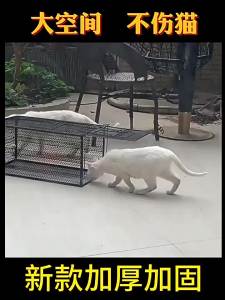 Humane Automatic Cat Trap Cage Large Catcher for Stray Cats Rescue