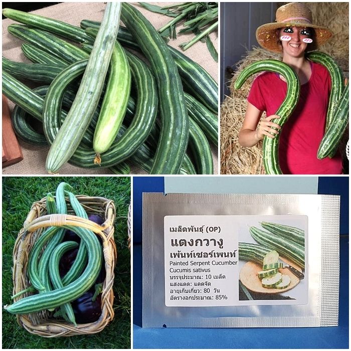 เมล็ดพันธุ์ แตงกวางู เพ้นท์เซอร์เพนท์ Painted Serpent Cucumber Seed 10 ...