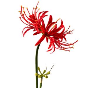 LUXERY Plastic Artificial Higanbana Flower Handmade Craft 60cm Length Fake Flower Lifelike Silk Material Plastic Silk Flower Home Decoration