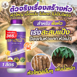 ปุ๋ยพืชหัว สูตรสร้างหัว แคลเซียมโบรอน เร่งสะสมแป้งและน้ำตาล เพิ่มน้ำหนัก ป้องกันหัวแตกหัวเน่า หัวใหญ่ เนื้อแน่น ไม่แตกเป็นโพรง (แคลฟ่า 1 ลิตร)