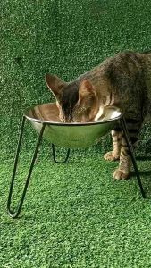 ชามสัตว์เลี้ยง ชามใส่อาหารและน้ำ รสชาติ หรือที่เรียกว่า ชามสัตว์เลี้ยง ชามใส่เส้น