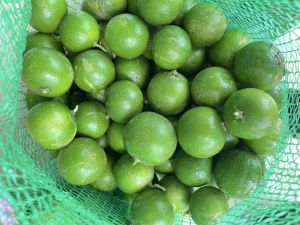 มะนาวสดสายพันธ์แป้นพิจิตร 5 ก.ก.