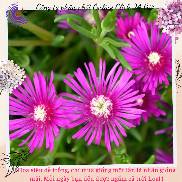 [Giống Mới] Hoa Mười Giờ Hàn Quốc Dễ Trồng Hoa Đẹp Lạ Mắt Hoa Mười Giờ ...