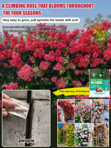 Climbing Walls Monthly Rose