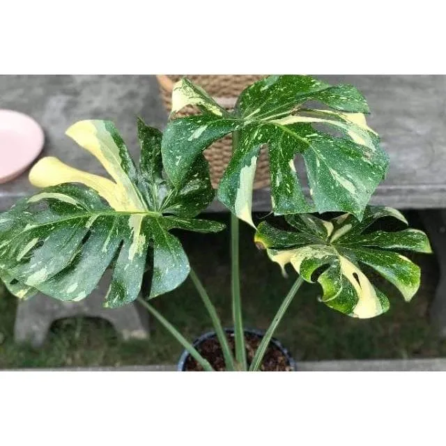 LEGIT] Monstera Deliciosa Thai Constellation Seeds (Mother Plant MD Thai  Cons) | Lazada PH