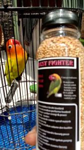 PAKAN KONSLET⚡⚡⚡ LOVEBIRD BEST FIGHTER 🔥untuk lovebird balibu dan lovebird dewasa