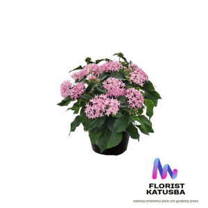 Pleione Lanceolata Bunga Pink Muda Unik dan Elegan untuk Taman