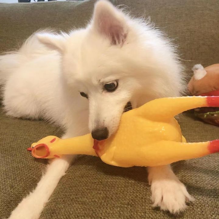 Pet Toy Screaming Chicken/Pig Yellow Rubber Chicken Pet Dog