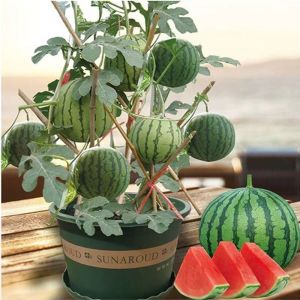 Super Sweet Jar Small Watermelon Seeds Seedless Small Watermelon Seeds Four Seasons Planting Balcony Garden Potted Thin-Skinned Watermelon