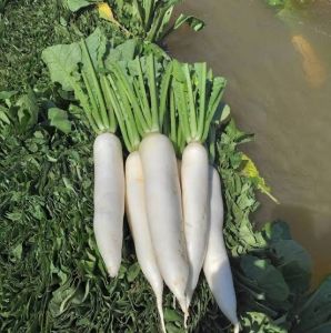 เมล็ดหัวไช้ท้าวฟูจิจัมโบ๊800-1000เมล็ดโปรโมชั่น3แถม1