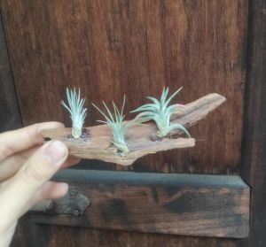 Tillandsia gift set (Funkiana Vanhyningii) / air plant/ pokok udara Hadiah Set / 空气凤梨- 送礼（银狐，长颈精灵）