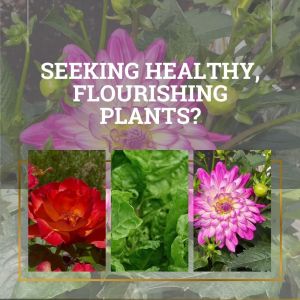 POPULAR PRODUCT Racun Serangga Tanaman Organik - PestOff Mighty Bugs Spray untuk Bunuh dan Halau Serangga yang Mengancam Tumbuhan