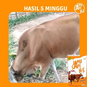 JAMU HS JAMU HEWAN CEPAT GEMUK PENGGEMUK DAN ALAMI PENYUBUR SUSU HEWAN ANTI VIRUS PMK SAPI KAMBING DOMBA KUDA KERBAU JAMU PMK Jamu PMK