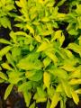 True Yellow Alternanthera with FREE garden soil (Real Plant, Indoor Plant and Limited Stock) - Plants for Sale. 