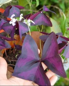 tanaman hias daun kupu kupu ungu oxalis