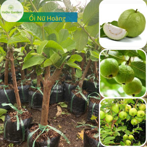 Ổi Nữ Hoàng giống ổi ngon nhất hiện nay trái to giòn ngọtít hạt.