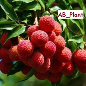 Bibit Leci Kom Merah Super Cepat Berbuah
