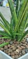 Cây lưỡi hổ - Sansevieria Stella Var. 