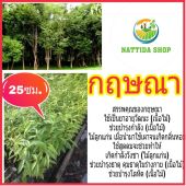 Nadtida ต้นกฤษณา 25ซม. กฤษณา เป็นไม้หอม ไม้ เศรษฐกิจ ต้นไม้ตาย ระหว่างขนส่ง 25ซม. เคลมฟรี