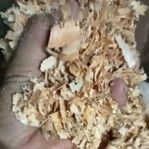 kusot for your pet bedding (bistay) 1kilo 25 pesos