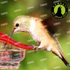 SEMPATI Madura Koong Kong Pakan Burung Perkutut Harian Racikan Madura Asli Makanan Perkutut Bangkok Biji Milet Godem Madu Jamu Perkutut KNGPK