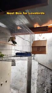 Wooden Nest Boxes Budgie Breeding Boxes Lovebird Breeding Cages For Bird Breeding