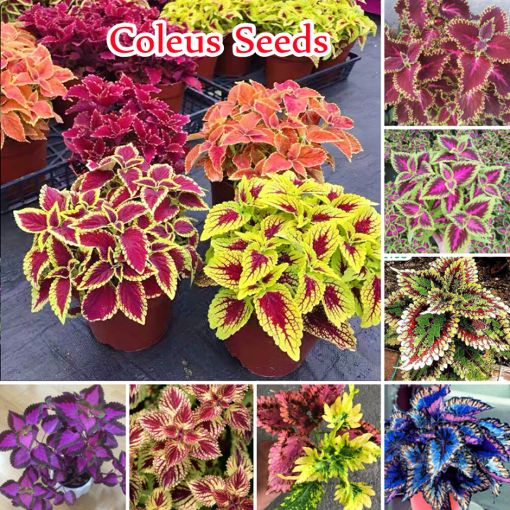 thumbnail image 2 of 100 Seeds Janpanse Bonsai Coleus Plant Rainbow Dragon Foliage Plants 2 of 12