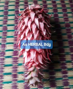 Hemat 250 gram buah nanas muda nanas merah segar-az