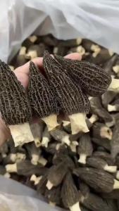 头茬羊肚菌羊肚菇野生菌新鲜食用菌干货菌汤包食材云南特产Dried Morchella Mushroom