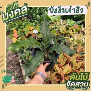 ต้น บัลลังก์เจ้าสัว กระถาง6นิ้ว เสริมความร่ำรวย มั่งมี ศรีสุข ต้นไม้มงคล ต้นไม้ฟอกอากาศ ต้นไม้ปลูกในบ้าน ต้นไม้มงคลปลูกในบ้านไม้น่าสะสม ต้นไม้มง