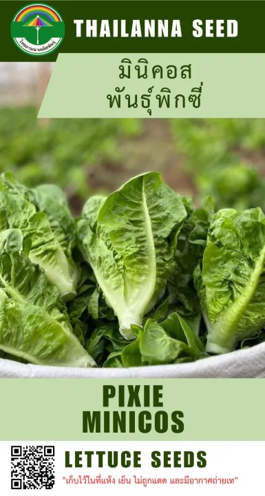 เมล็ดพันธุ์ผักสลัด มินิคอส พันธุ์พิกซี่