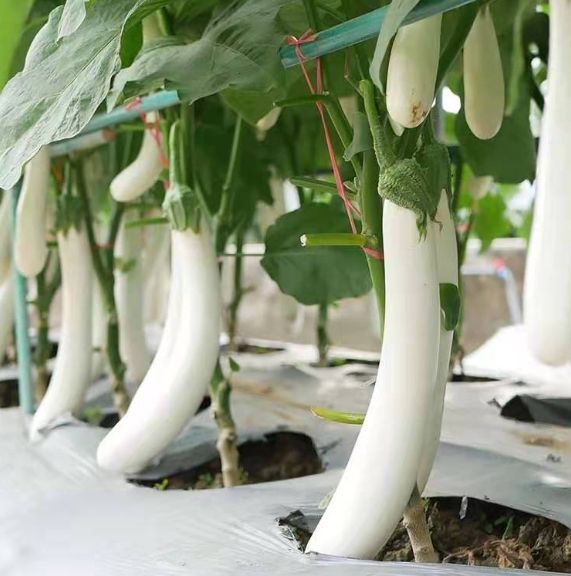 25pcs White Long Eggplant Seeds,Fast Grow Fast Germination-Legacy Seeds ...