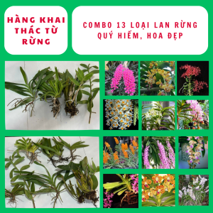 Combo 13 mặt hàng lan khai thác từ rùng hoa thơm lâu tàn
