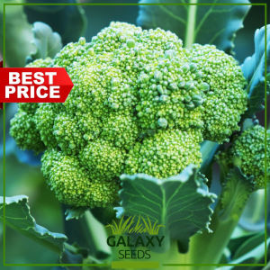 "GalaxySeeds" Italian Broccoli Seeds for Planting Vegetable Plants (20 Seed) Incl. fertilizer - Itali Brokoli Plant