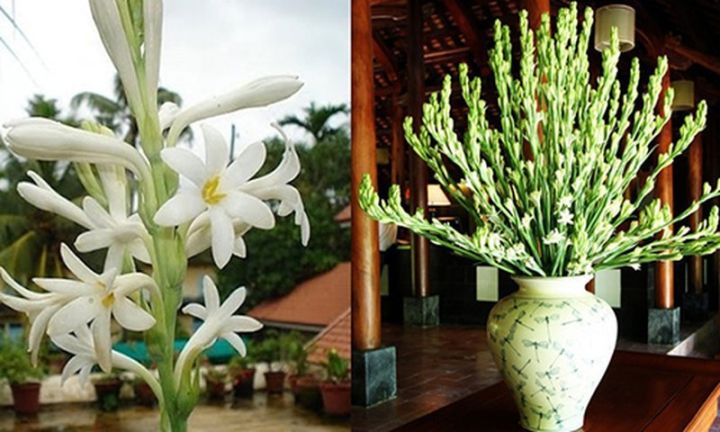 COMBO%205%20C%E1%BB%A6%20HOA%20GI%E1%BB%90NG%20HOA%20HU%E1%BB%86%20TA%20TR%E1%BA%AENG%20TH%C6%A0M%20(HOA%20D%E1%BA%A0%20LAI%20H%C6%AF%C6%A0NG)%20-%20CB5CGHHTTT%20-%20Image%207