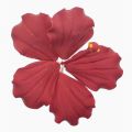 Gumamela Red Edible Cake Topper Gumpaste Flowers. 